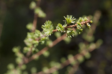 Larch tree branch during the spring season