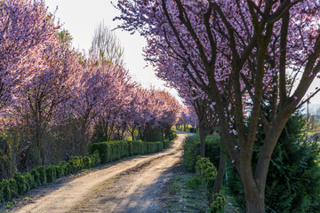 Beautiful Rural road surrounded by trees in bloom