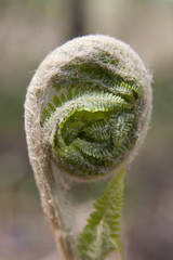 Wild fern frond unfurling during the spring season