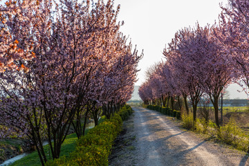Beautiful Rural road surrounded by trees in bloom