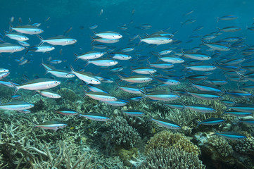 Fototapeta premium Reef scenic with bluestreak fusulier school, Pterocaesio tile, Komodo Indonesia