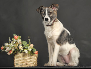 White and gray mongrel dog with flowers in basket  in the studio