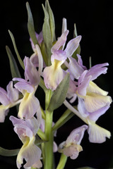 Wild orchid Dactylorhiza romana Mugla Turkey
