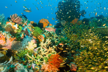 Fototapeta na wymiar Reef scenic with amazing diversity of corals, invertebrates and fishes, Komodo National Park Indonesia.