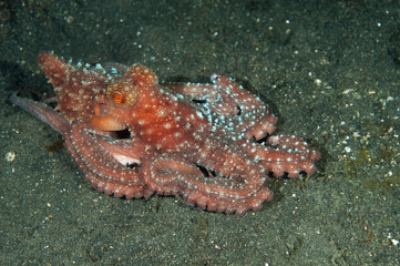 Starry night octopus,Octopus luteus, Sulawesi Indonesia