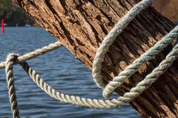 Boat docking rope around tree