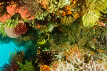 Reef scenic with colorful crinoids, Komodo National Park, Indonesia.