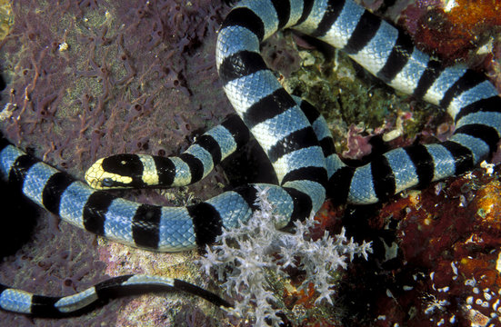 Banded sea snake , Laticauda colubrina, Sulawesi Indonesia