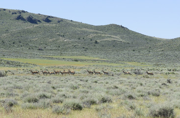 Pronghorn Antelope in the High Desert of South Eastern Oregon, Malheur County