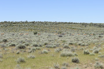 Fototapeta na wymiar Pronghorn Antelope in the High Desert of South Eastern Oregon, Malheur County