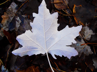 Белая изнанка тополиного листа