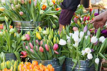 Colorful tulips on display at the farmers market in spring