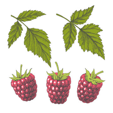 Raspberry. Set of natural elements with berries and leaves