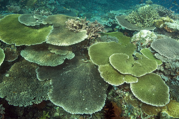 Pristine reef scenic with massive Acropora table corals, Komodo Indonesia