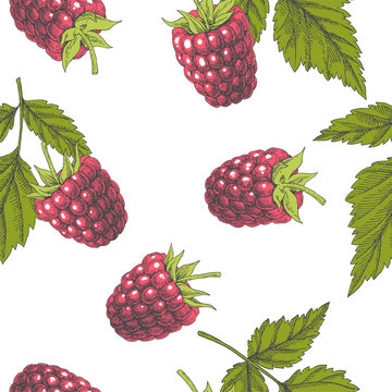 Raspberry. Vintage hand drawn illustration with berries and leaves. Vector seamless pattern