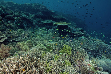 Fototapeta na wymiar Pristine reef scenic with massive Acropora corals, Komodo Indonesia