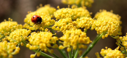 Coccinelle sur fleur jaune