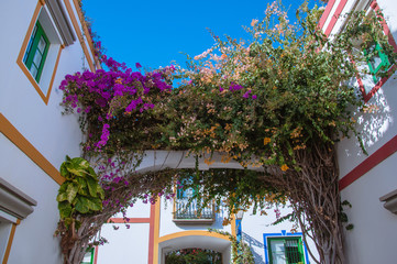 Beautiful creeper flower on white huts in Puerto de Mogan, Gran Canaria