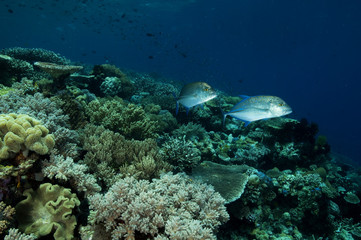 Fototapeta na wymiar Reef scenic with bluefin trevally, Caranx melampygus, Sulawesi Indonesia.