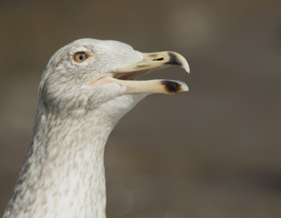 Herring gull
