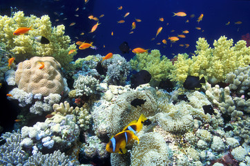 Fototapeta na wymiar Reef scenic, St. John's Reef, Red Sea Egypt
