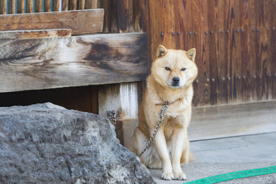 日本の番犬　柴犬