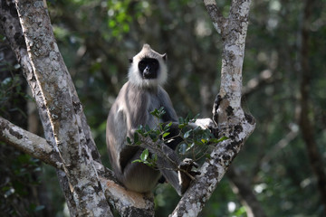 Fototapeta premium hanuman languren