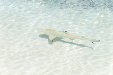 Dreamscape Escape with shark on Maldives