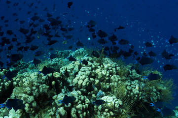 Fototapeta na wymiar Red tooth trigger fishes, Odonus niger, over pavona hard corals Sulawesi Indonesia.