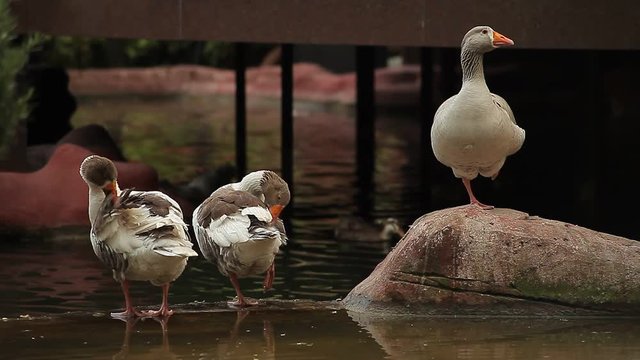 Gooses \ Kazlar