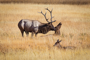 Family of Elk in the yellow field