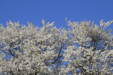 Spring flowering trees. Pollination of flowers of plum. Blooming wild plum in the garden