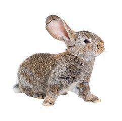 The Flemish Giant is a breed of domestic rabbit on white background. A series of images