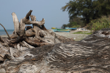 Alter Baum am Strand.