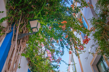 Beautiful creeper flower on white huts in Puerto de Mogan, Gran Canaria