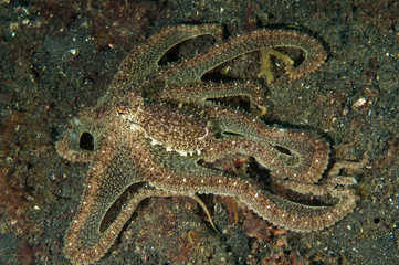 Longarm octopus, Abdopus sp., Lembeh Strait Sulawesi Indonesia