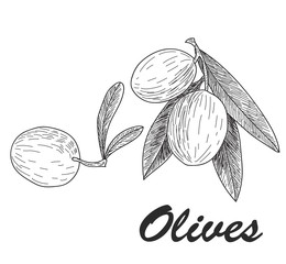 Vector black ink hand drawn olive twig illustration. Vintage illustration.