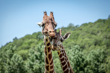 Naklejka premium Two giraffes