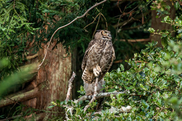 Great Horned Owl in the the forest