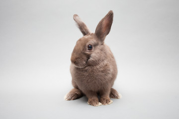 One charming little rabbit on a solid background looking curiously in the camera
