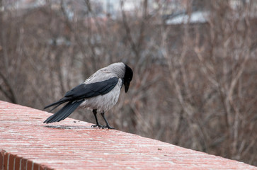 Corvus corone cornix or gray european crow standing alone on brick wall of Buda castle in Budapest Hungary