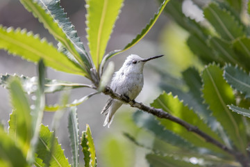 Rare Leucistic Anna's Hummingbird (Calypte anna) perched on a branch. Male spotted in the Australia Garden, UCSC Arboretum, Santa Cruz, California, USA.