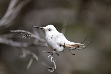 Rare Leucistic Anna's Hummingbird (Calypte anna) perched on a branch. Male spotted in the Australia Garden, UCSC Arboretum, Santa Cruz, California, USA.