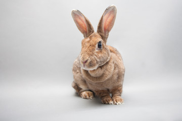 Curious bunny rabbit