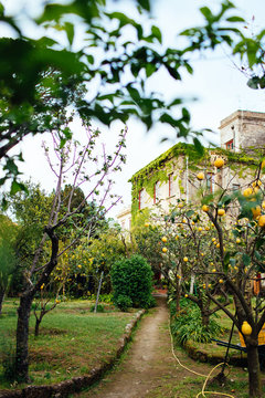 Lemon trees in Piano di Sorrento, Italy
