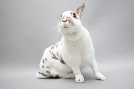 Hero White Bunny Stretches Paws And Cranes The Neck