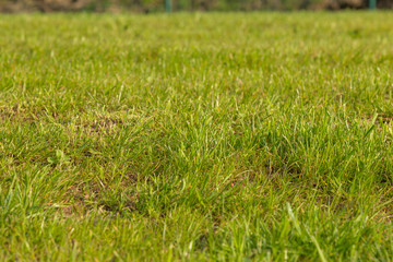 Rustic green lawn grass with the center in focus