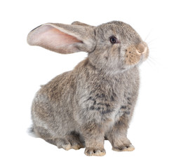 The Flemish Giant is a breed of domestic rabbit on white background. A series of images