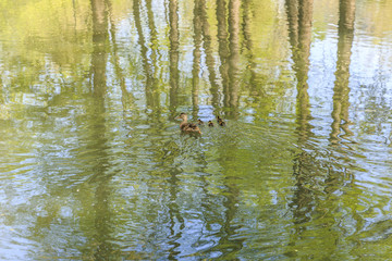 Ducks floating on the river Fiume Lambro passing through the park in Milan