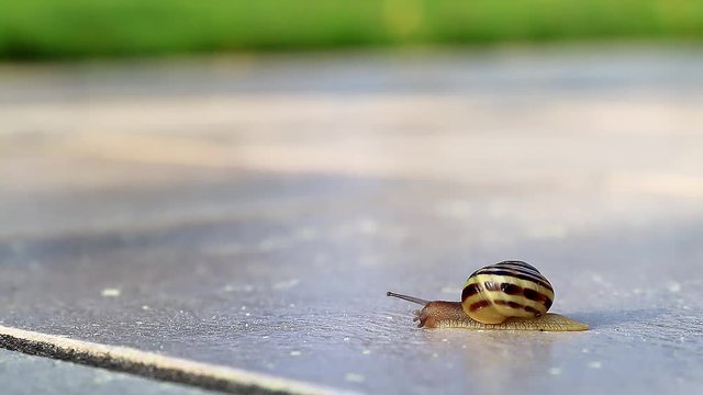 Escargot en marche